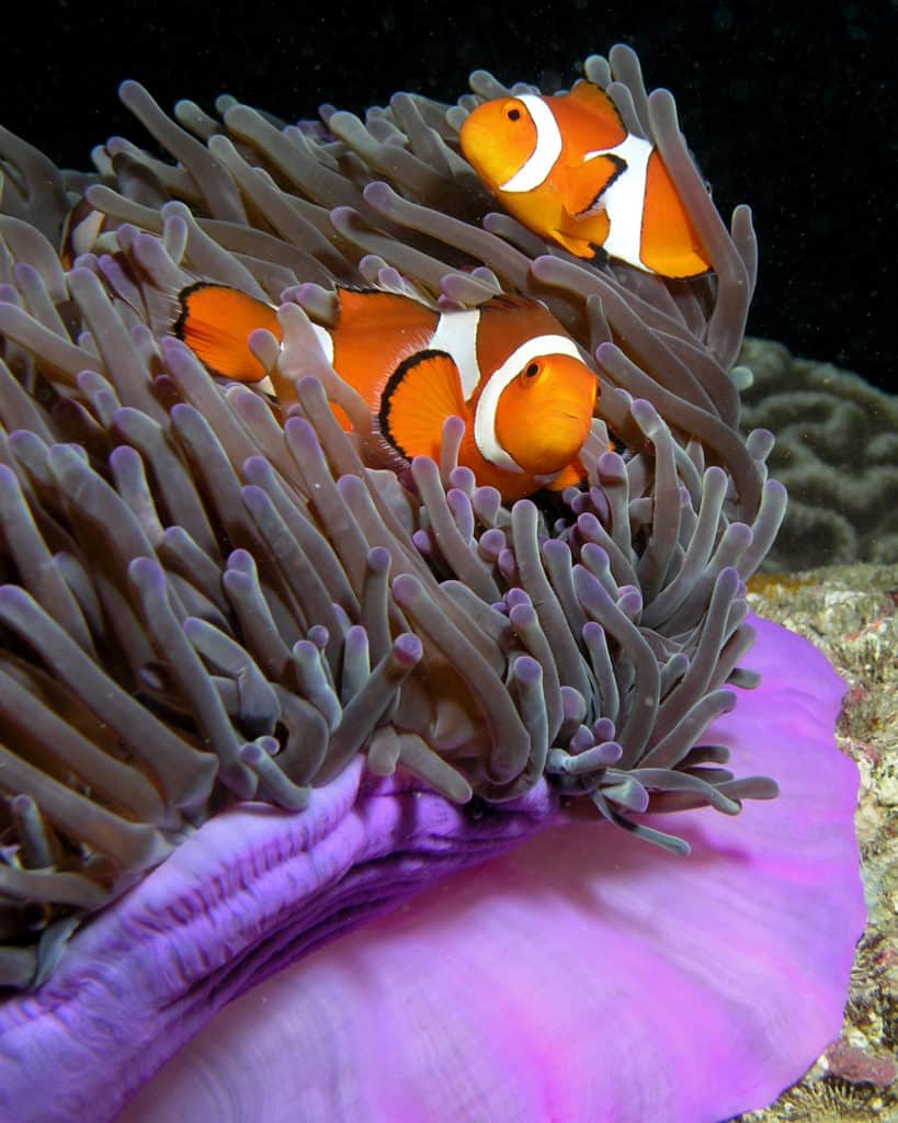 What Do Clownfish Eat? Just About Anything! – PetAquariums.com
